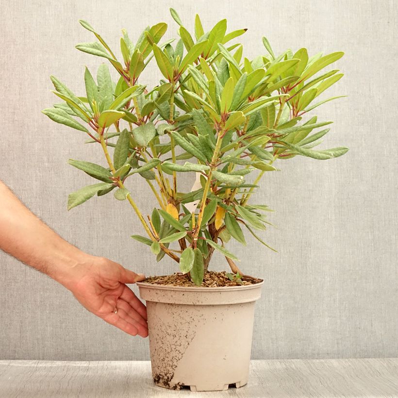 Exemplaar van Rhododendron Tortoiseshell Orange - Grootbloemige rododendron Pot van 4 l/5 l zoals geleverd in de zomer