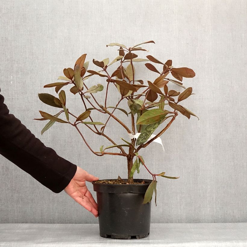 Exemplaar van Rhododendron Calavar - Tropische rododendron Pot van 3 l/4 l zoals geleverd in de winter