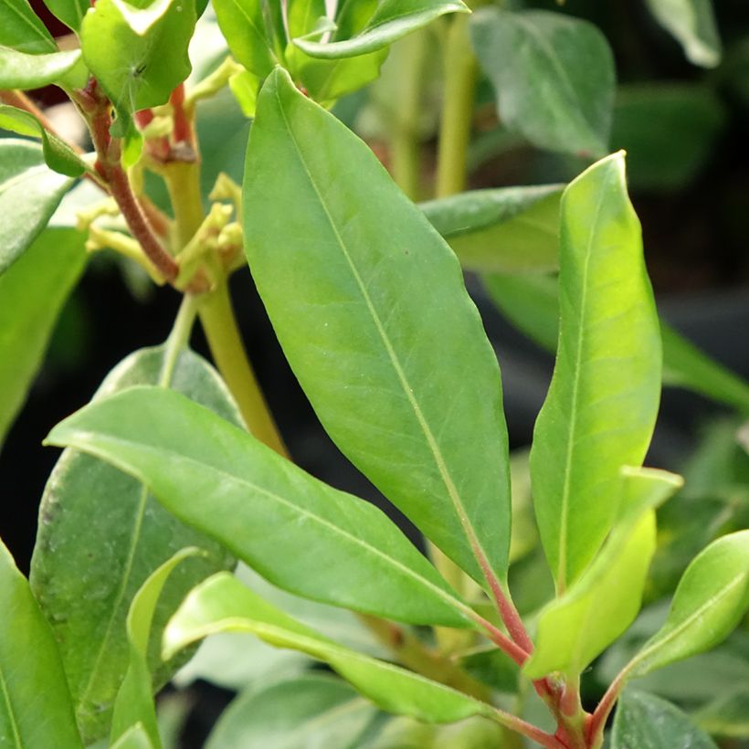 Rhododendron Hendrick's ker - Tropische rododendron (Blad)