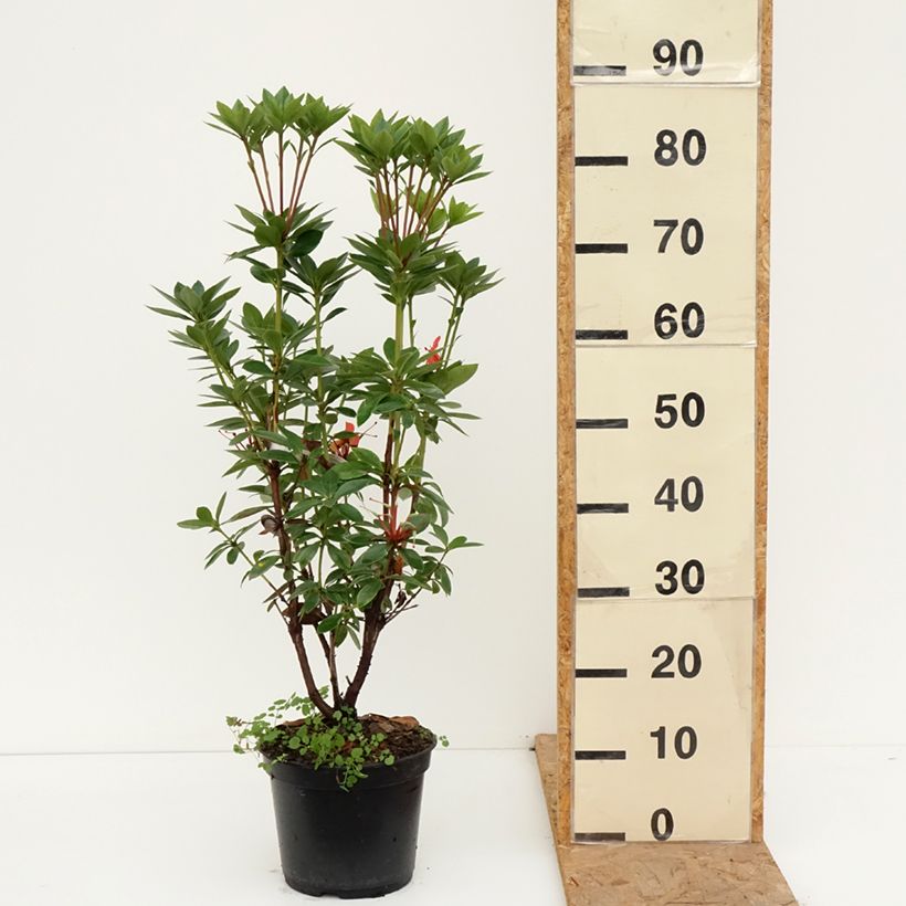 Exemplaar van Rhododendron Hendrick's ker - Tropische rododendron Pot van 3 l/4 l zoals geleverd in de herfst