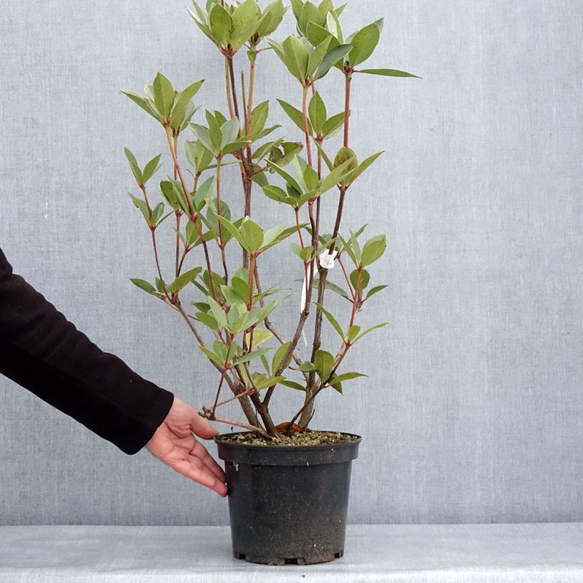 Exemplaar van Rhododendron Oogappel - Tropische rododendron Pot van 3 l/4 l zoals geleverd in de winter