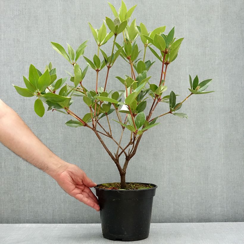 Exemplaar van Rhododendron Oogappel - Tropische rododendron Pot van 3 l/4 l zoals geleverd in de lente