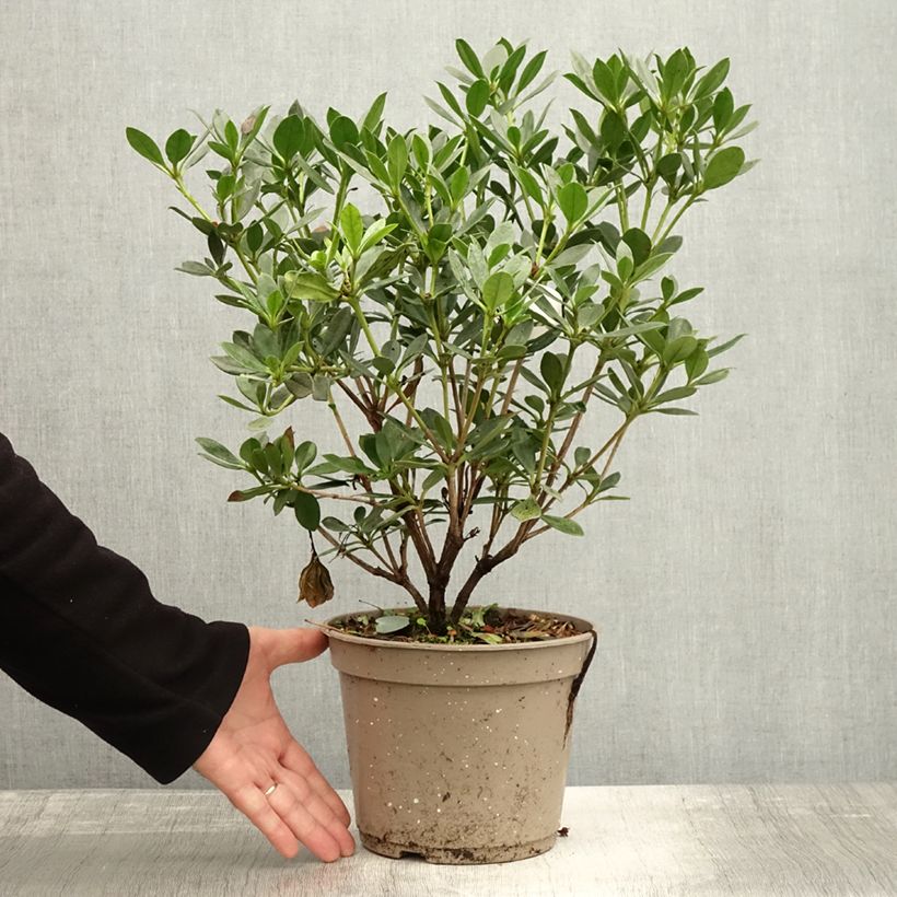 Exemplaar van Rhododendron Saxon blush - Tropische rododendron Pot van 3 l/4 l zoals geleverd in de herfst