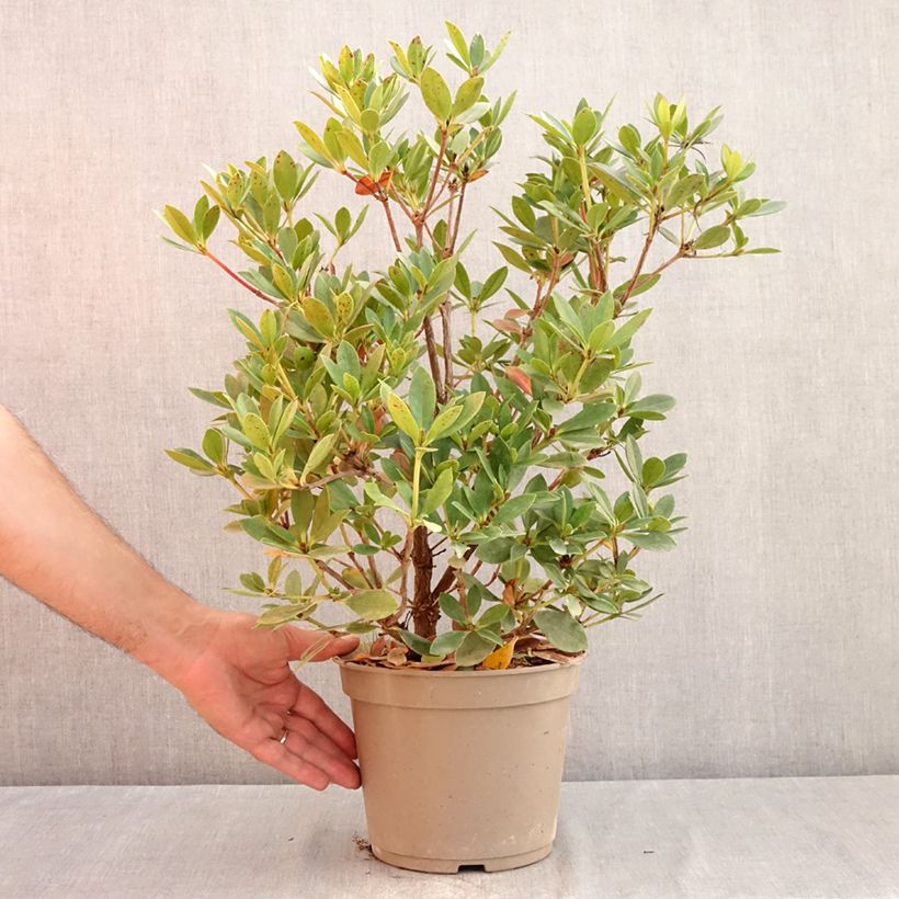 Exemplaar van Rhododendron Saxon blush - Tropische rododendron Pot van 3 l/4 l zoals geleverd in de zomer