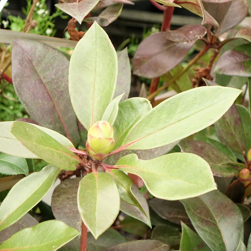 Rhododendron Strawberry Parfait - Tropische rododendron (Blad)