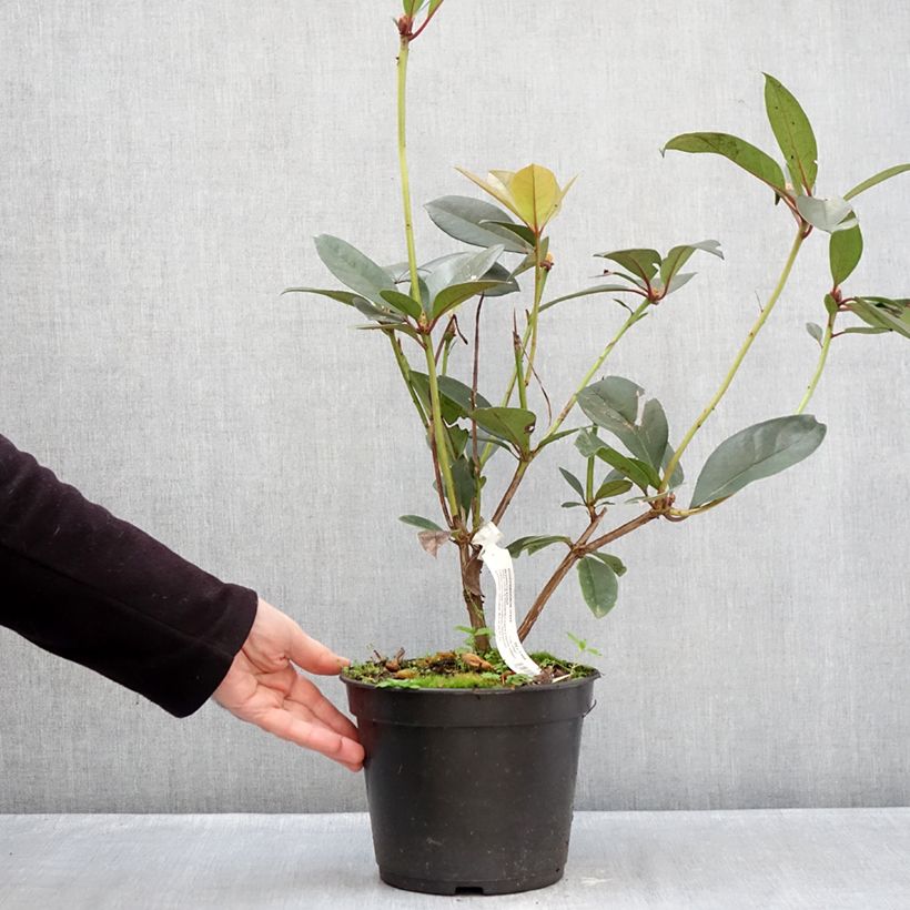 Exemplaar van Rhododendron Strawberry Parfait - Tropische rododendron Pot van 3 l/4 l zoals geleverd in de winter