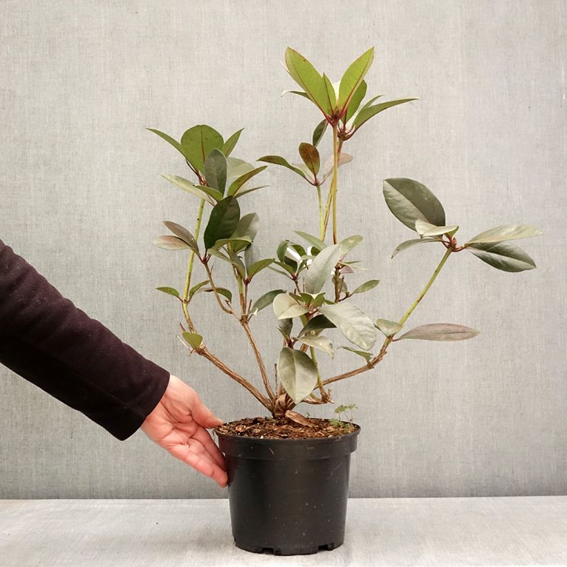 Exemplaar van Rhododendron Strawberry Parfait - Tropische rododendron Pot van 3 l/4 l zoals geleverd in de lente