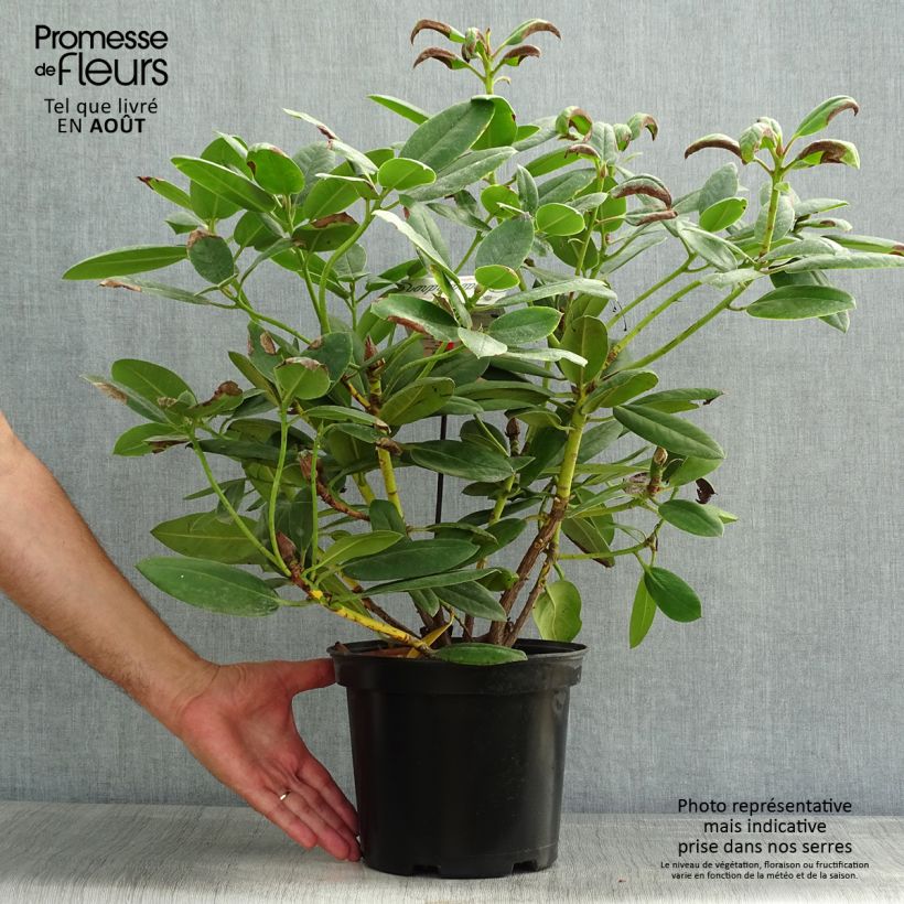 Exemplaar van Rhododendron Virginia Richards - Grootbloemige rododendron Pot van 4 l/5 l zoals geleverd in de zomer