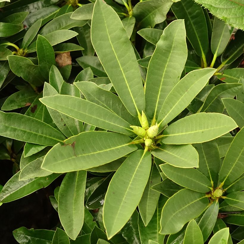 Rhododendron Wilgen's Ruby - Grootbloemige rododendron (Blad)