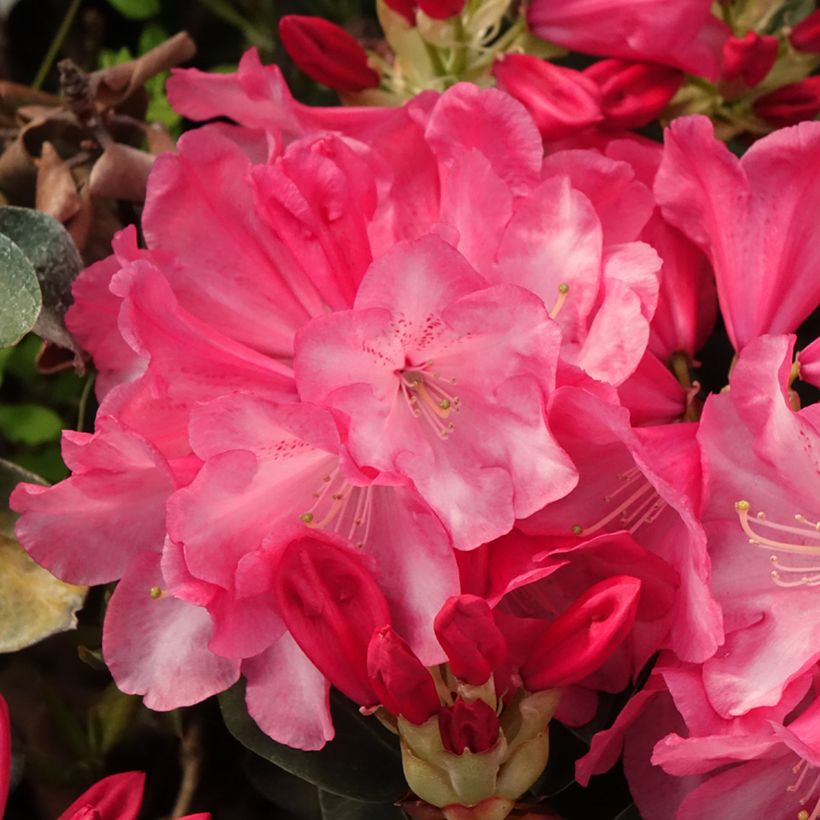 Rhododendron Gartendirektor Glocker - Grootbloemige rododendron (Bloei)