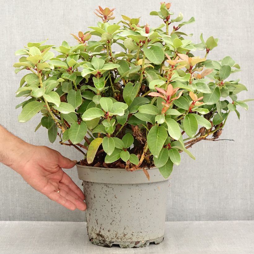 Exemplaar van Rhododendron Gartendirektor Glocker - Grootbloemige rododendron Pot van 4 l/5 l zoals geleverd in de zomer