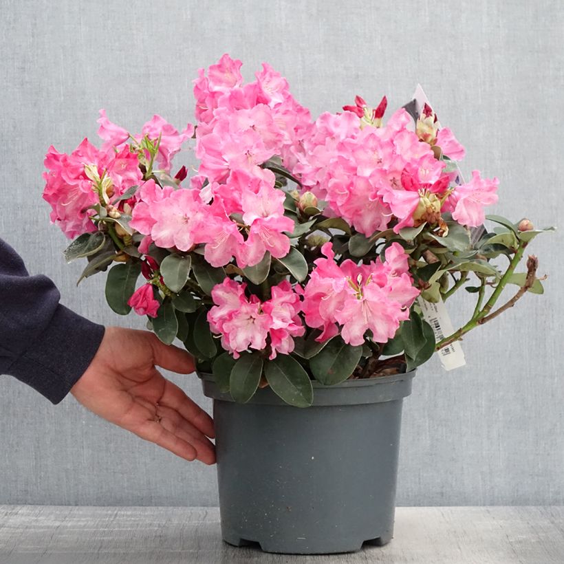 Exemplaar van Rhododendron Gartendirektor Glocker - Grootbloemige rododendron Pot van 4 l/5 l zoals geleverd in de lente