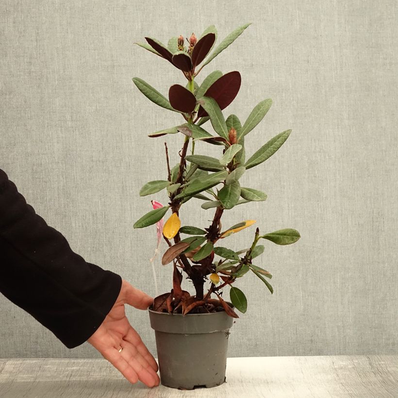 Exemplaar van Rhododendron Wine & Roses - Dwergrododendron Pot van 12 cm / 13 cm zoals geleverd in de herfst