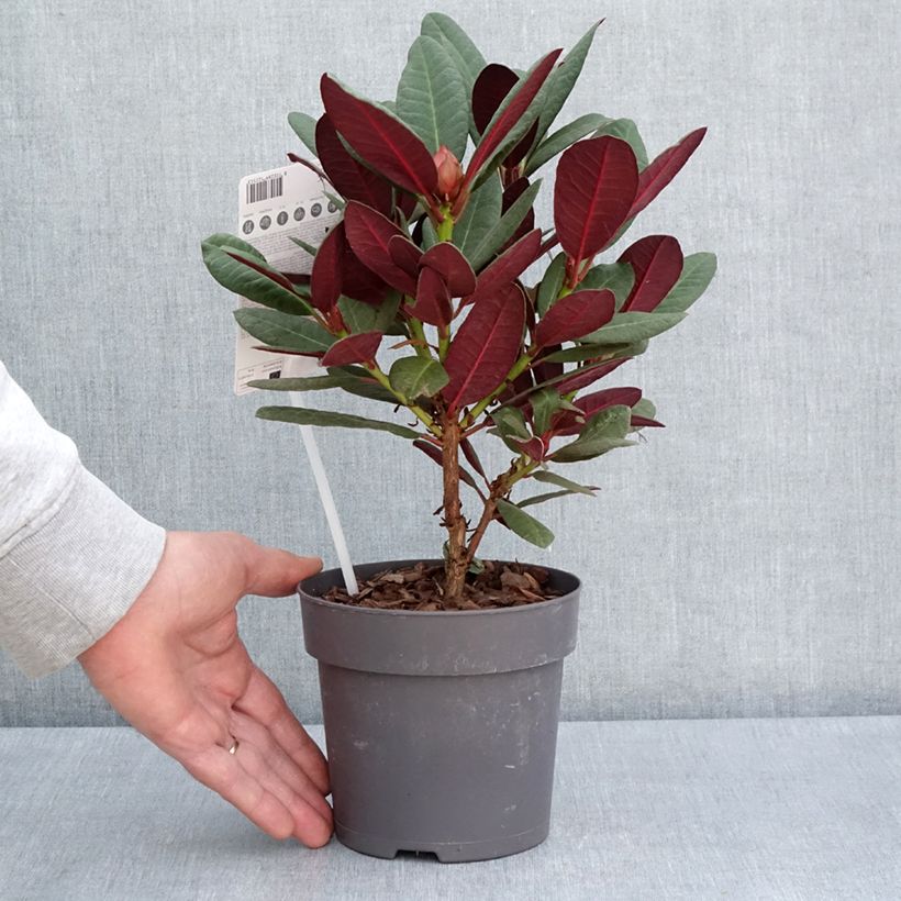 Example of Rhododendron Wine & Roses - Dwergrododendron Pot van 12 cm / 13 cm as you get in printemps