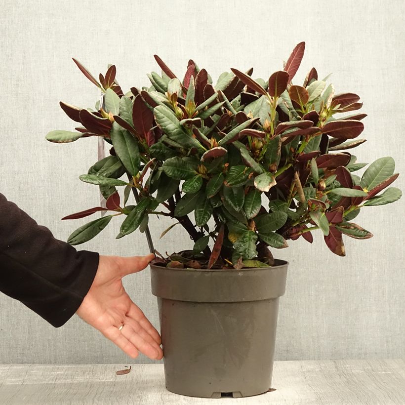 Exemplaar van Rhododendron Wine & Roses - Dwergrododendron Pot van 6 l/7 l zoals geleverd in de herfst
