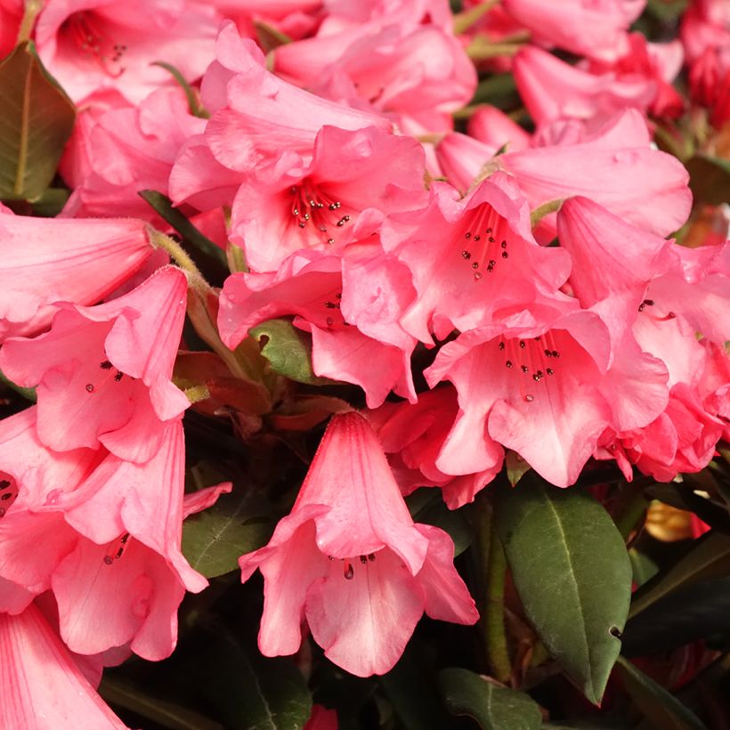 Rhododendron Winsome - Dwergrododendron (Bloei)