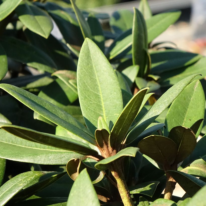 Rhododendron Anuschka - Dwergrododendron (Blad)