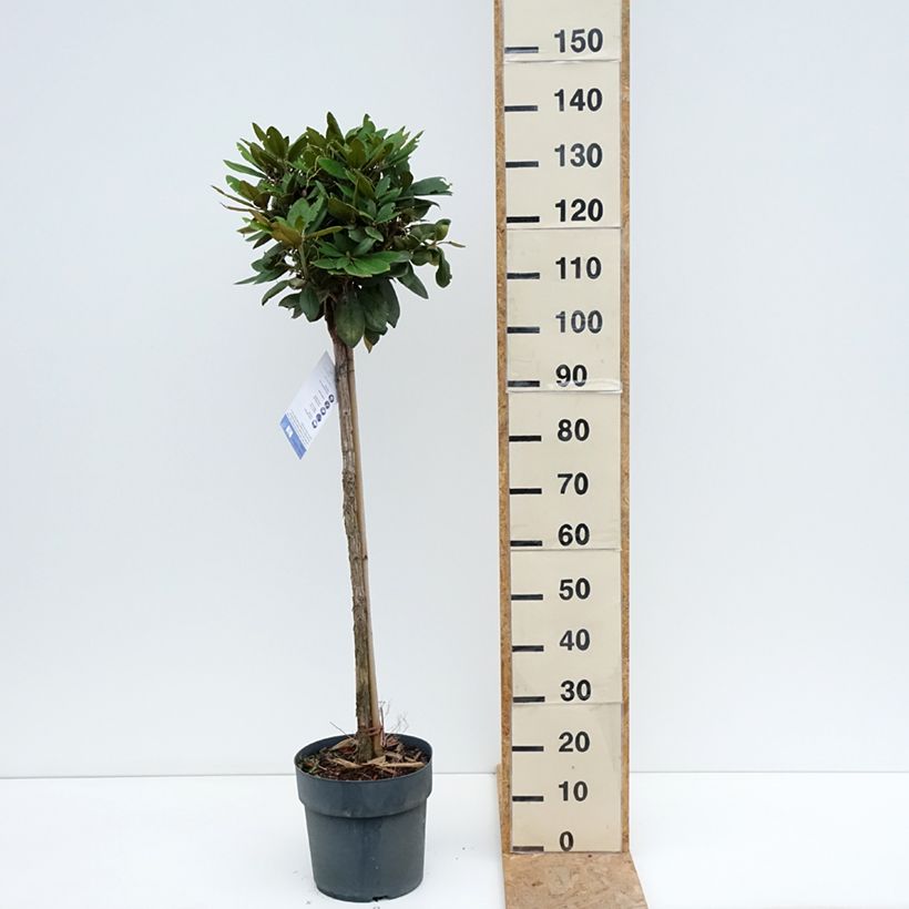 Exemplaar van Rhododendron Anuschka - Dwergrododendron Pot van 7,5 l/10 l, Stengel zoals geleverd in de zomer