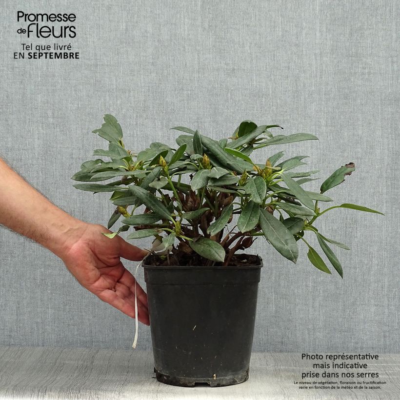 Exemplaar van Rhododendron Barbarella - Dwergrododendron Pot van 4 l/5 l zoals geleverd in de herfst