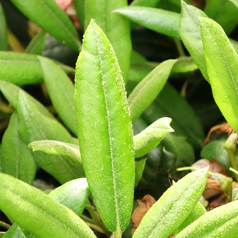 Rhododendron Barbarella - Dwergrododendron (Blad)