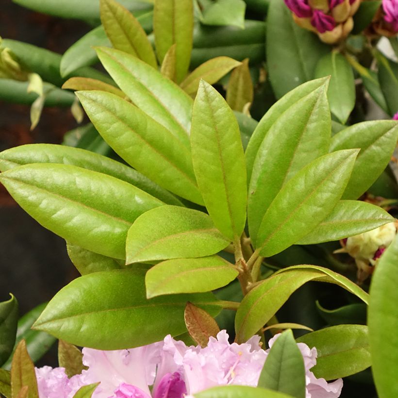 Rhododendron Caroline Allbrook - Dwergrondodendron (Blad)