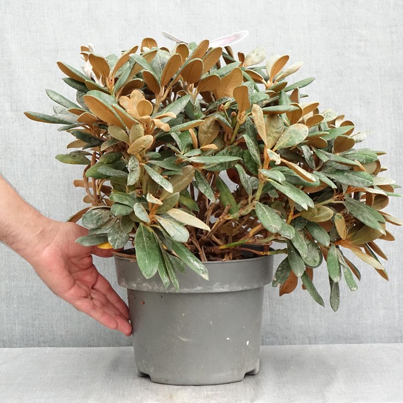 Exemplaar van Rhododendron Debbie Dane - Dwergrododendron Pot van 4 l/5 l zoals geleverd in de zomer