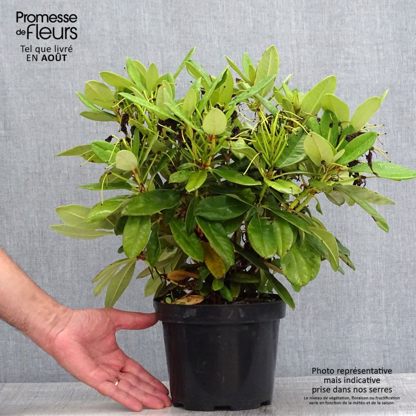 Exemplaar van Rhododendron Dopey -Dwergrododendron Pot van 2 l/3 l zoals geleverd in de zomer
