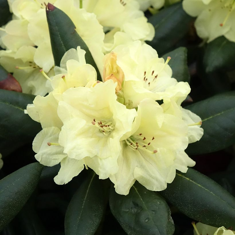 Rhododendron Easydendron Bohlken's Laura - Dwergrondodendron (Bloei)