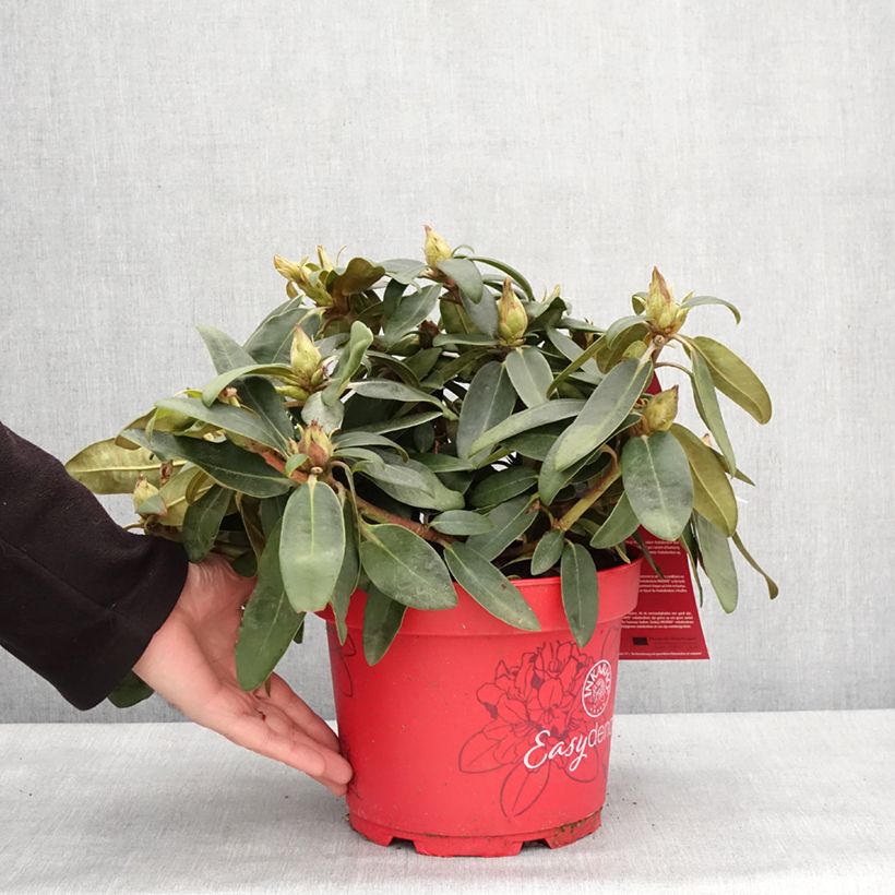 Exemplaar van Rhododendron yakushimanum Easydendron INKARHO Bohlken's Roter Stern  Pot de 4L/5L zoals geleverd in de winter