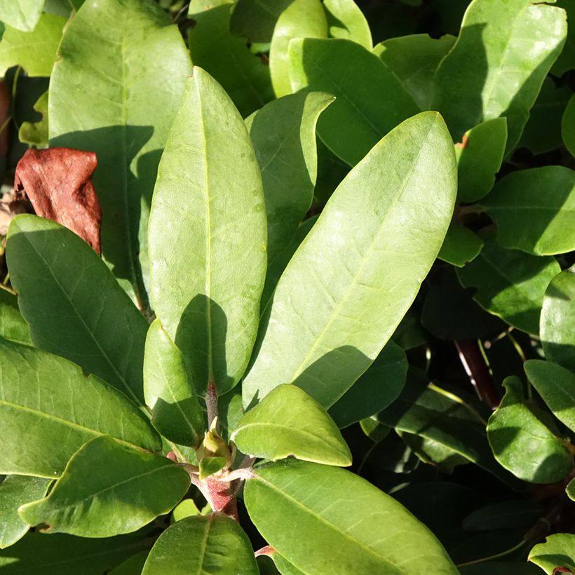 Rhododendron Easydendron inkharo Bohlken's Roter Stern - Dwergrododendron (Blad)