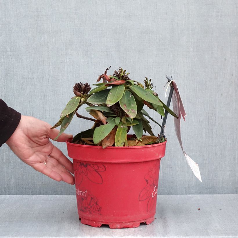 Exemplaar van Rhododendron Easydendron inkharo Bohlken's Roter Stern - Dwergrododendron Pot van 4 l/5 l zoals geleverd in de herfst