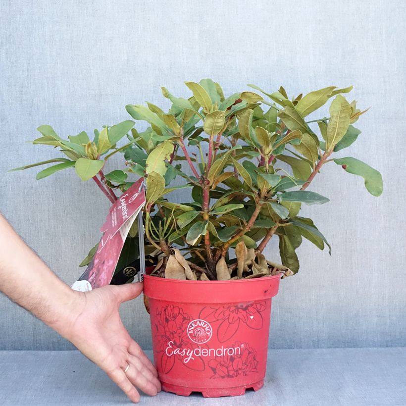 Exemplaar van Rhododendron Easydendron inkharo Bohlken's Roter Stern - Dwergrododendron Pot van 4 l/5 l zoals geleverd in de zomer