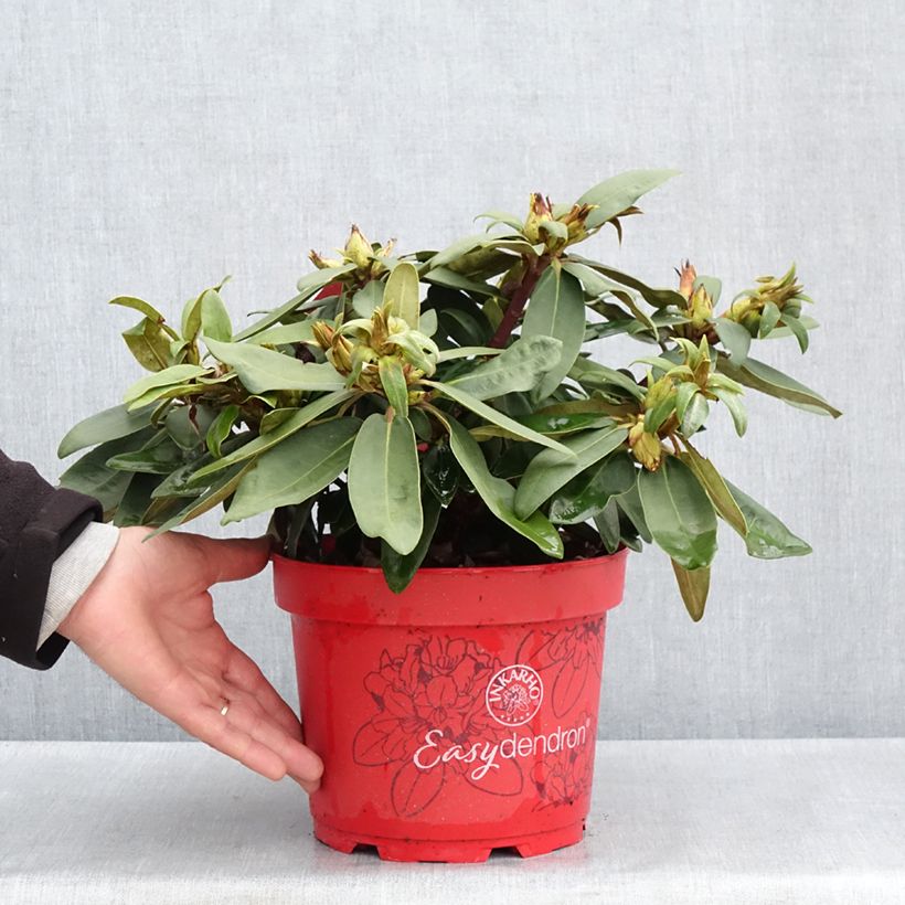 Exemplaar van Rhododendron Easydendron inkharo Bohlken's Roter Stern - Dwergrododendron Pot van 4 l/5 l zoals geleverd in de lente