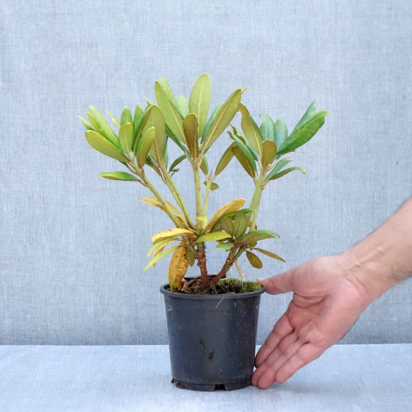Exemplaar van Rhododendron Kalinka - Dwergrododendron Pot van 12 cm / 13 cm zoals geleverd in de herfst