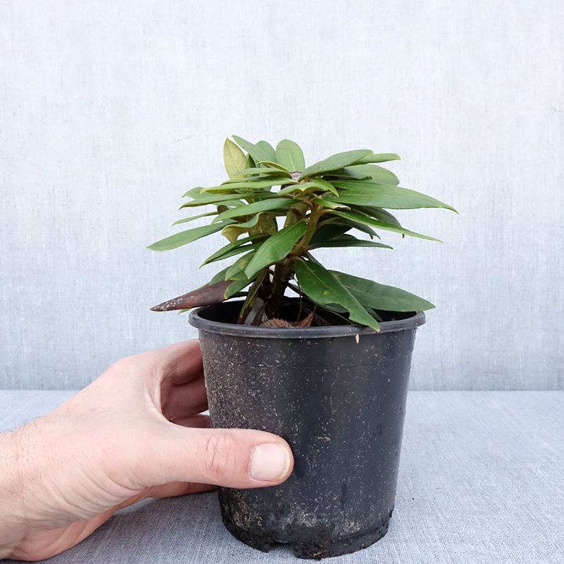 Exemplaar van Rhododendron Kalinka - Dwergrododendron Pot van 12 cm / 13 cm zoals geleverd in de winter