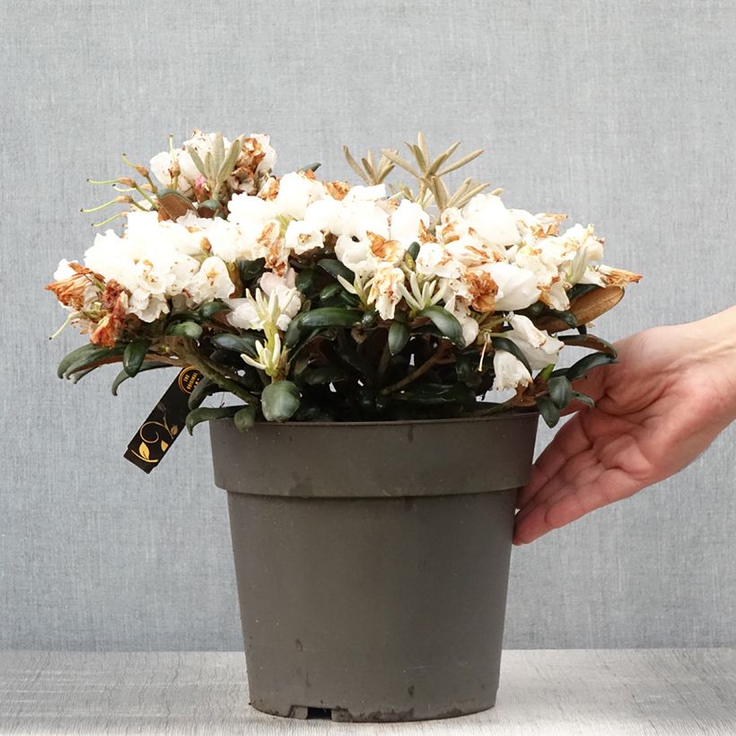 Exemplaar van Rhododendron Koichiro Wada - Dwergrododendron Pot van 4 l/5 l zoals geleverd in de zomer