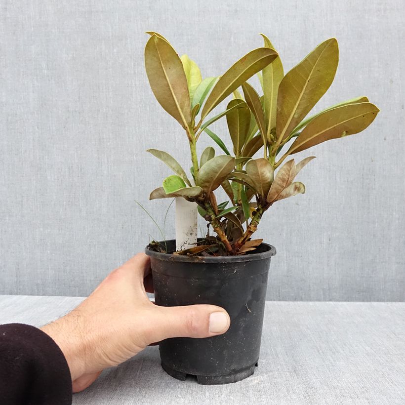 Exemplaar van Rhododendron Morgenrot - Dwergrododendron Pot van 12 cm / 13 cm zoals geleverd in de herfst