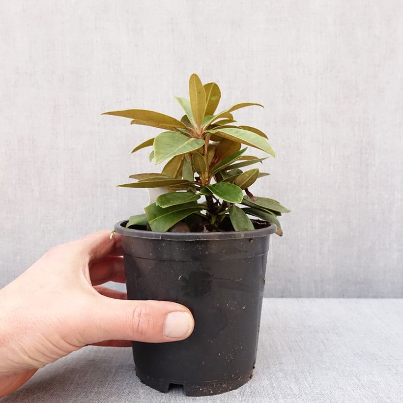 Exemplaar van Rhododendron yakushimanum Morgenrot - Rhododendron nain Pot de 12 cm / 13 cm zoals geleverd in de winter