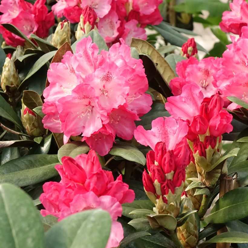 Rhododendron Morgenrot - Dwergrododendron (Bloei)