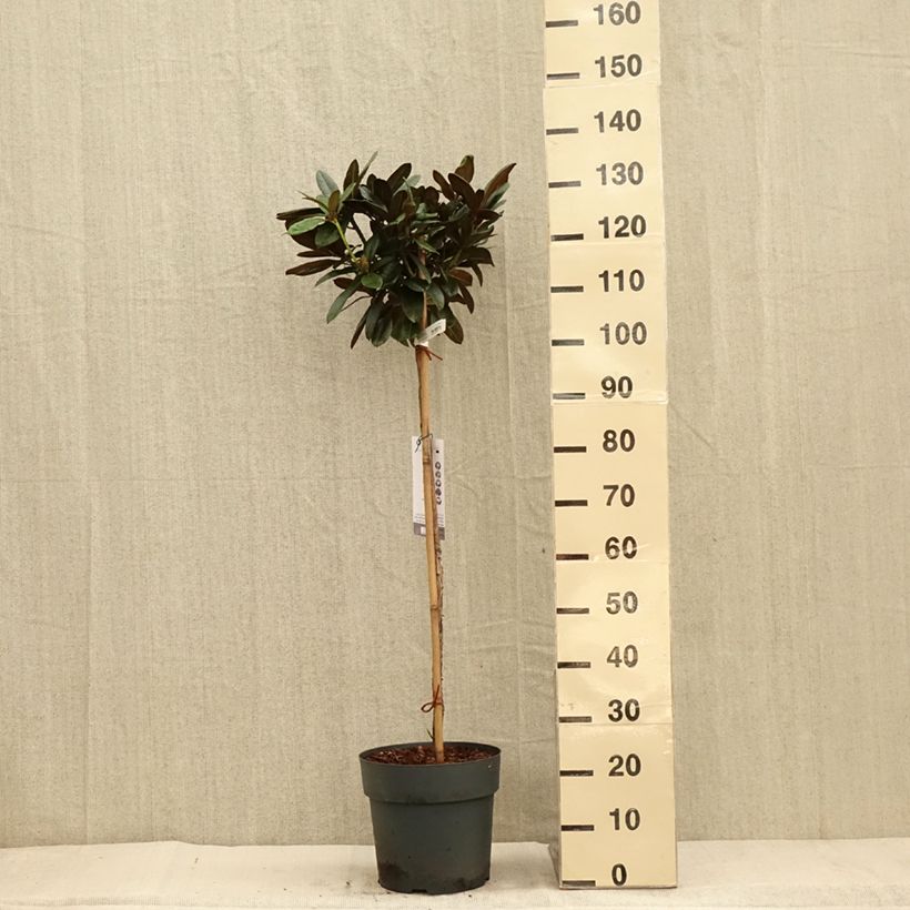 Exemplaar van Rhododendron yakushimanum Morgenrot - Rhododendron nain Pot de 7,5L/10L, Tige, Tige de 80 cm zoals geleverd in de herfst