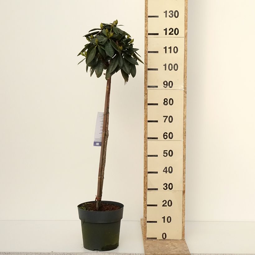 Exemplaar van Rhododendron Polaris - Dwergrododendron Pot van 7,5 l/10 l, Stengel zoals geleverd in de winter