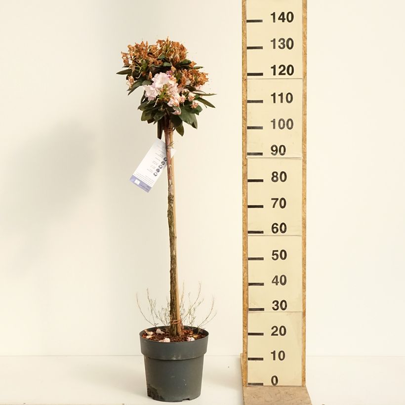 Exemplaar van Rhododendron Polaris - Dwergrododendron Pot van 7,5 l/10 l, Stengel zoals geleverd in de lente