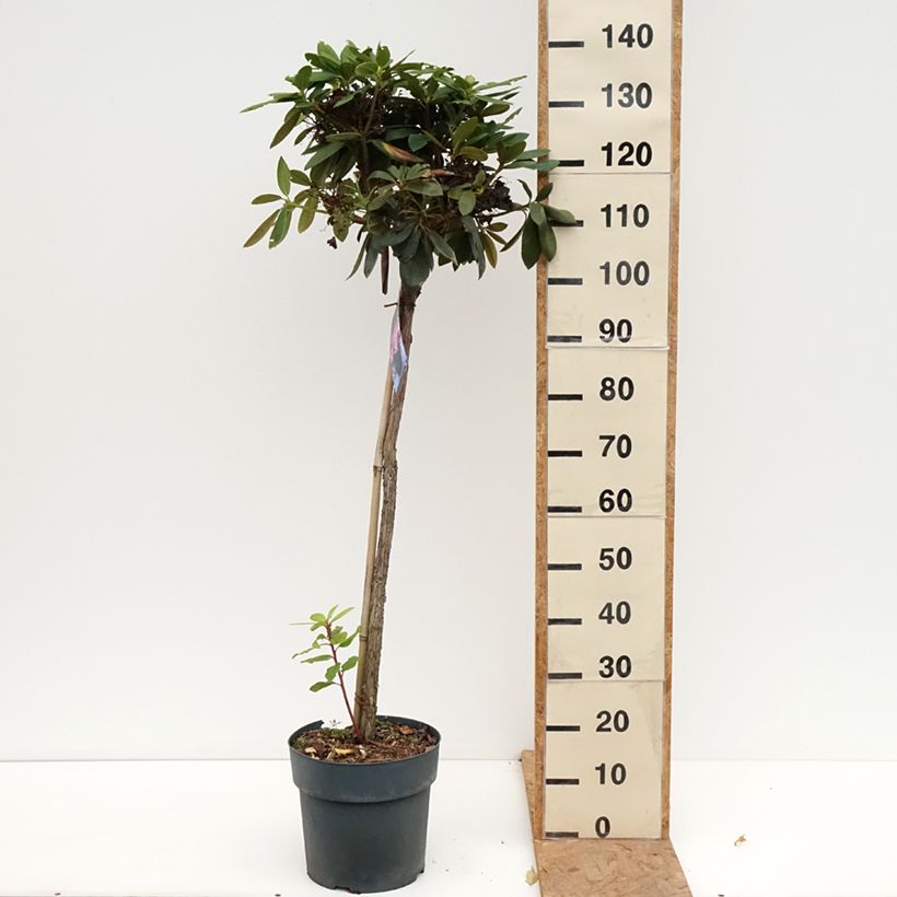Exemplaar van Rhododendron Polaris - Dwergrododendron Pot van 7,5 l/10 l, Stengel zoals geleverd in de herfst
