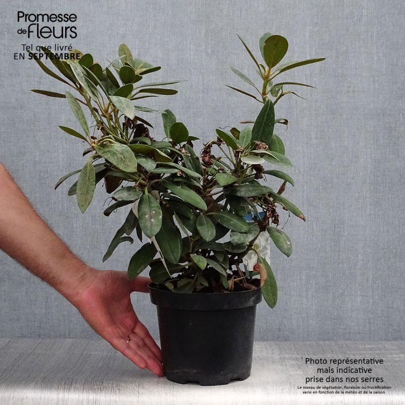 Exemplaar van Rhododendron Porzellan - Dwergrododendron Pot van 3 l/4 l zoals geleverd in de herfst
