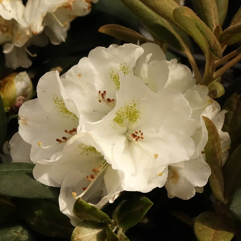Rhododendron Porzellan - Dwergrododendron (Bloei)
