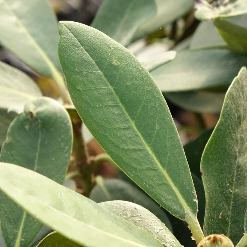 Rhododendron Silberwolke - Dwergrododendron (Blad)