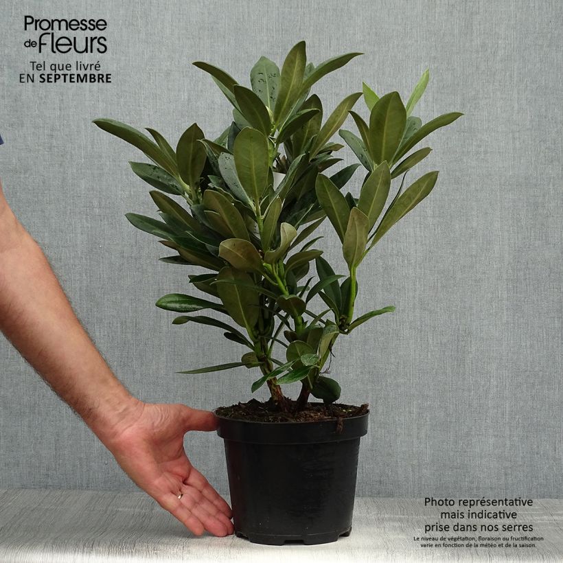 Exemplaar van Rhododendron Sneezy - Dwergrododendron Pot van 2 l/3 l zoals geleverd in de herfst