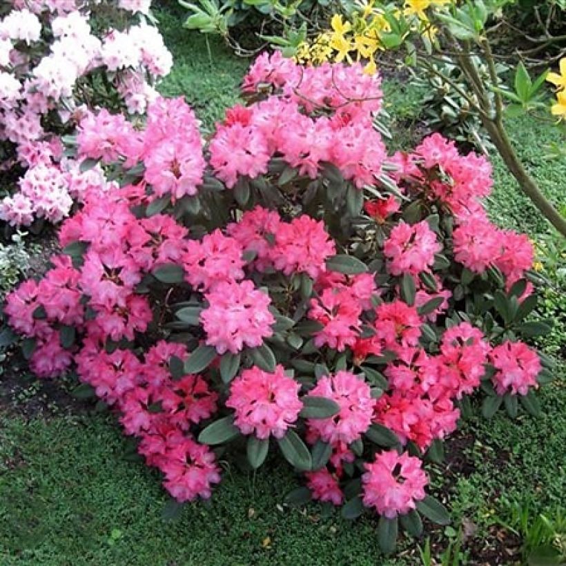 Rhododendron Sneezy - Dwergrododendron (Groeiplaats)