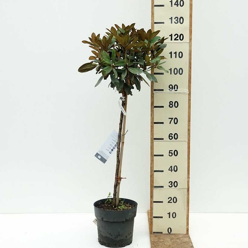 Exemplaar van Rhododendron Tina Heinje - Dwergrododendron Pot van 7,5 l/10 l, Stengel zoals geleverd in de zomer