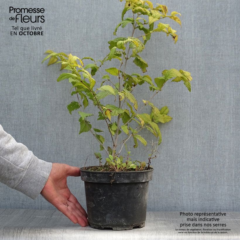 Exemplaar van Rhodotypos scandens - Schijnkerria Pot van 3 l/4 l zoals geleverd in de herfst
